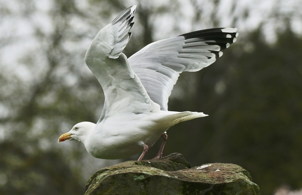 a white bird with black wings is standing on a rock