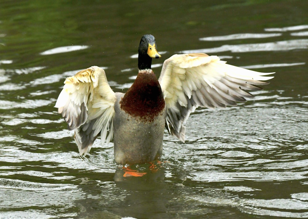 a duck flaps its wings in the water