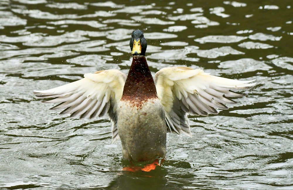 a duck flaps its wings in the water