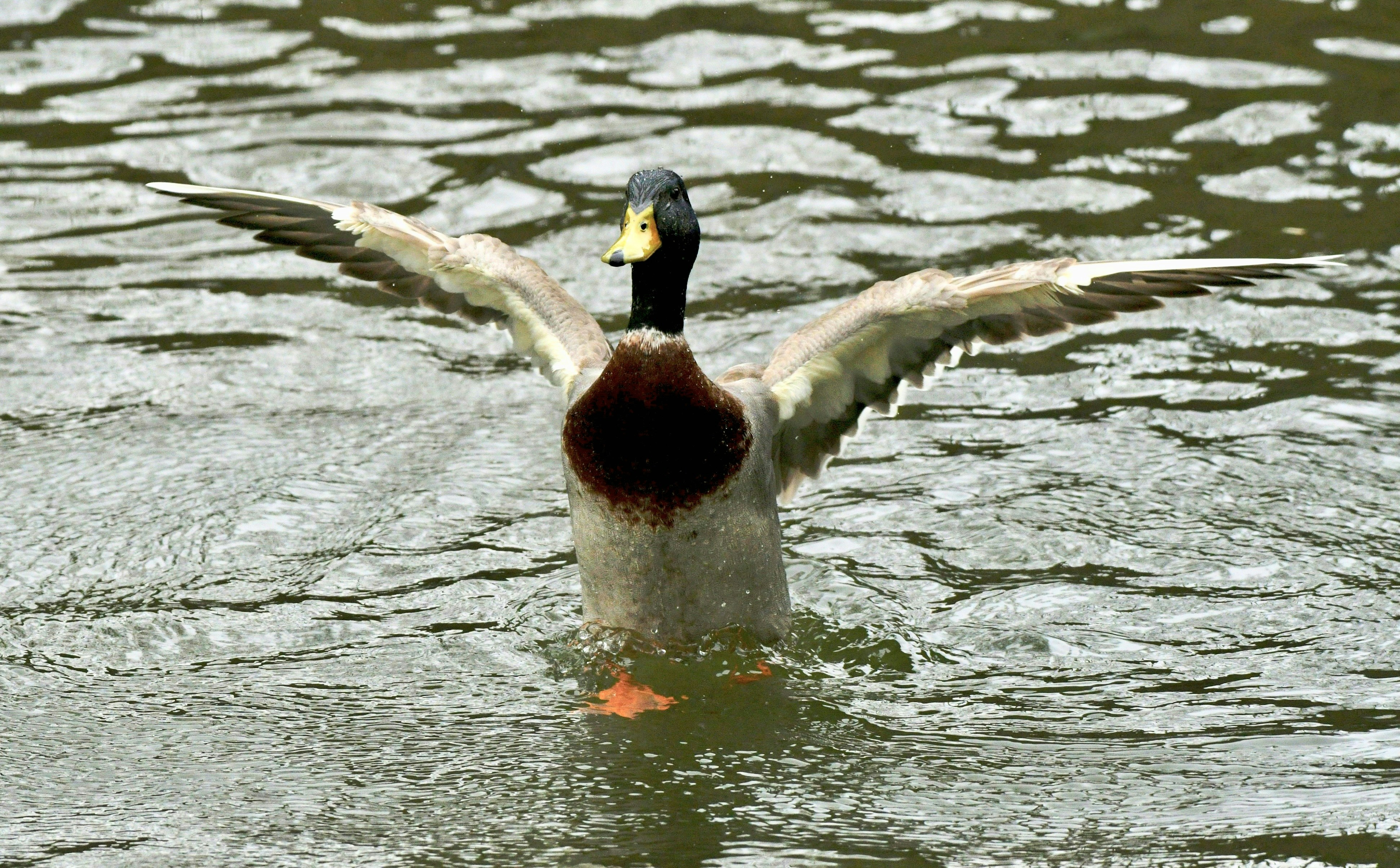 Photo by wrishi2004m