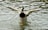 A duck with a green head and brown chest is flapping its wings in the water, creating ripples around it. The water appears calm with subtle reflections on the surface.
