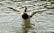 A duck with a green head and brown chest is flapping its wings in the water, creating ripples around it. The water appears calm with subtle reflections on the surface.