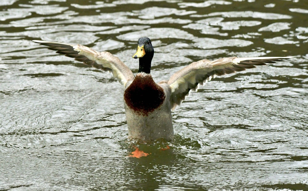 a duck flapping its wings in the water