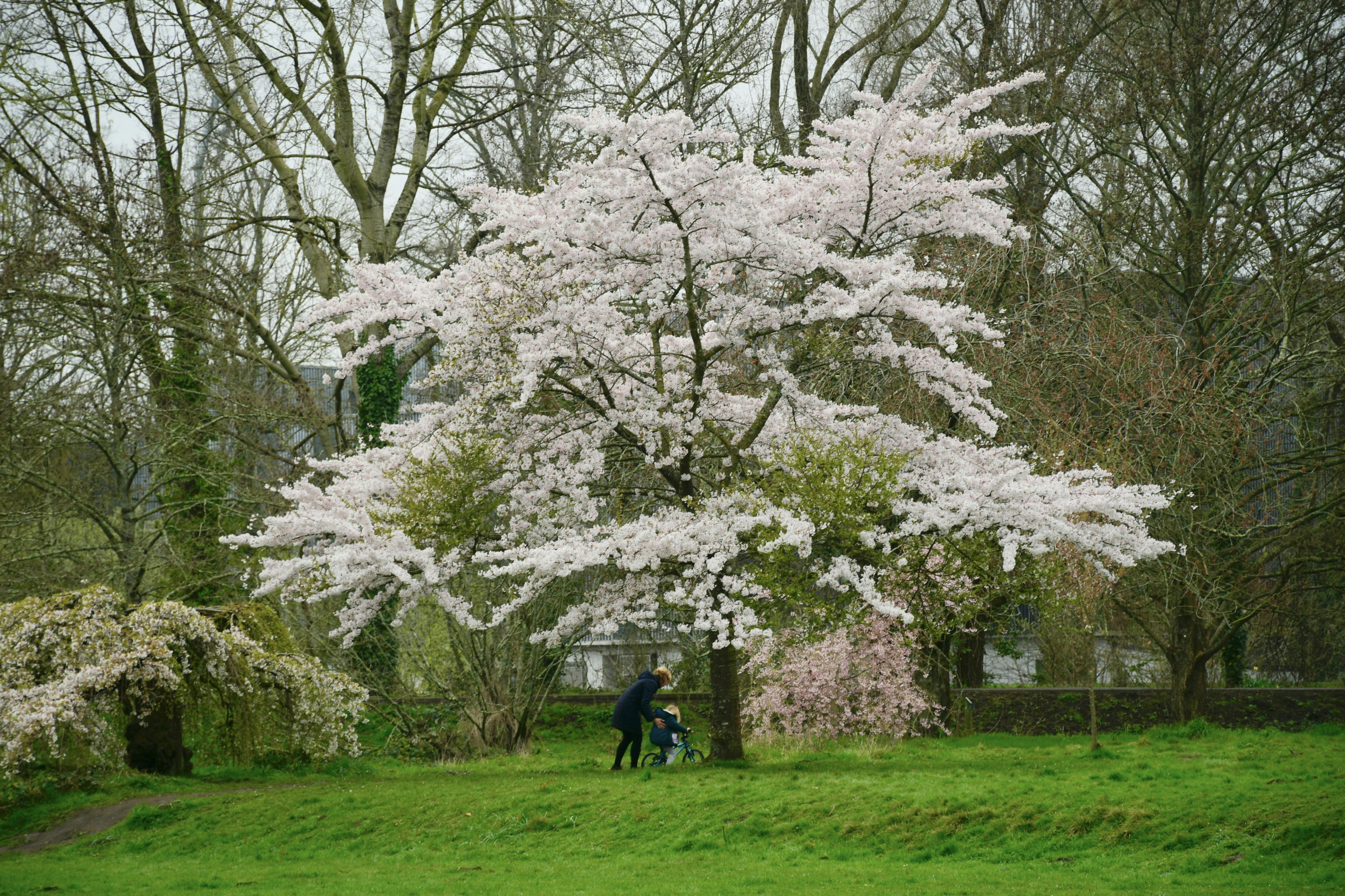 a couple of people standing under a white tree 풍경 사진