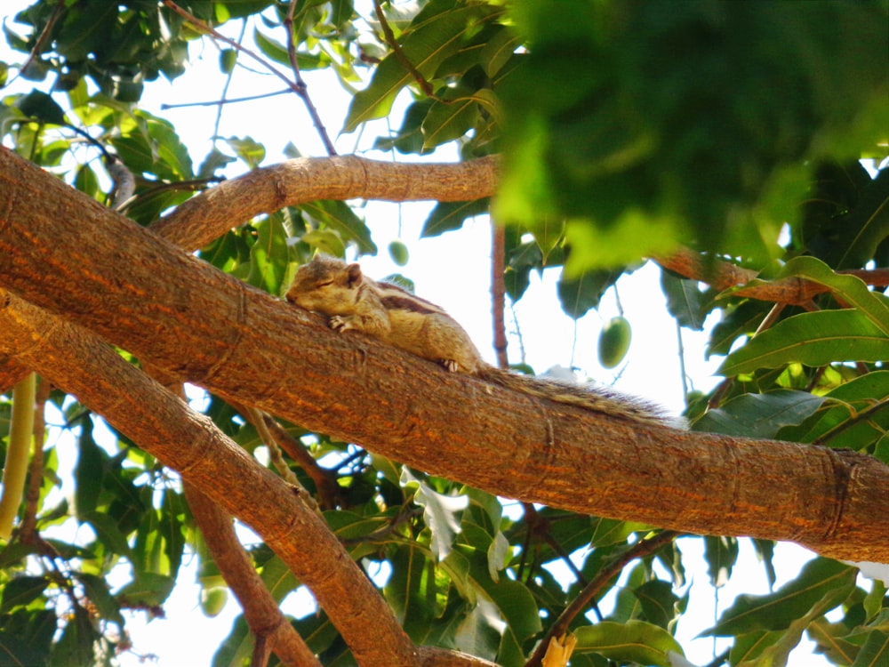 a small bird sitting on top of a tree branch