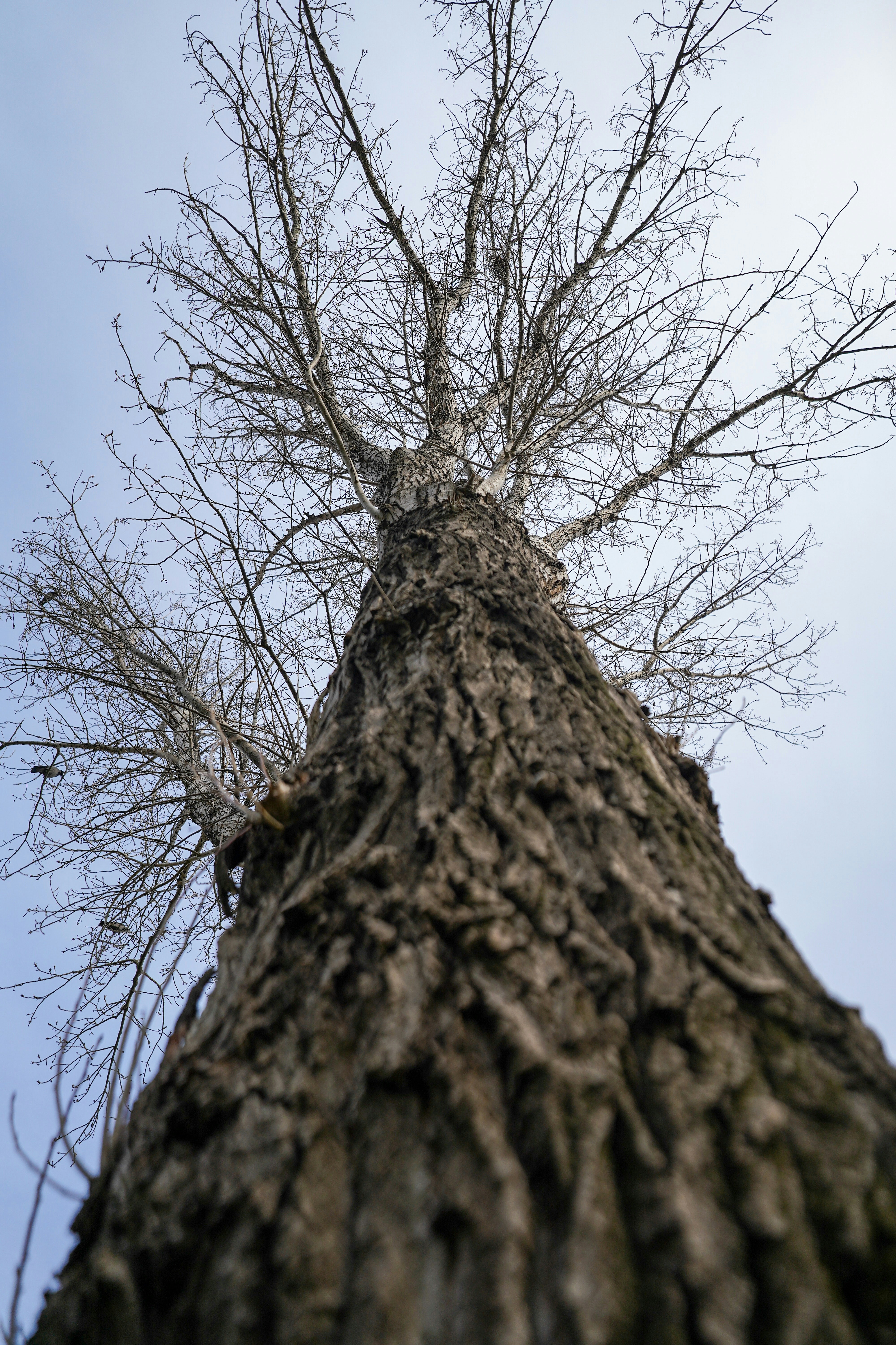 elderly tree - 3BQGmgyHa3I