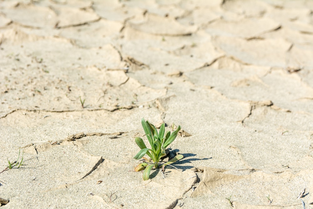 a small plant sprouts out of the ground