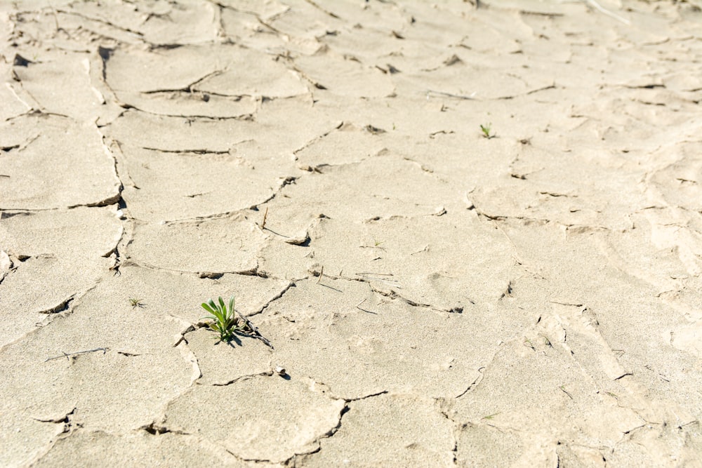 a small plant is growing in the middle of the desert