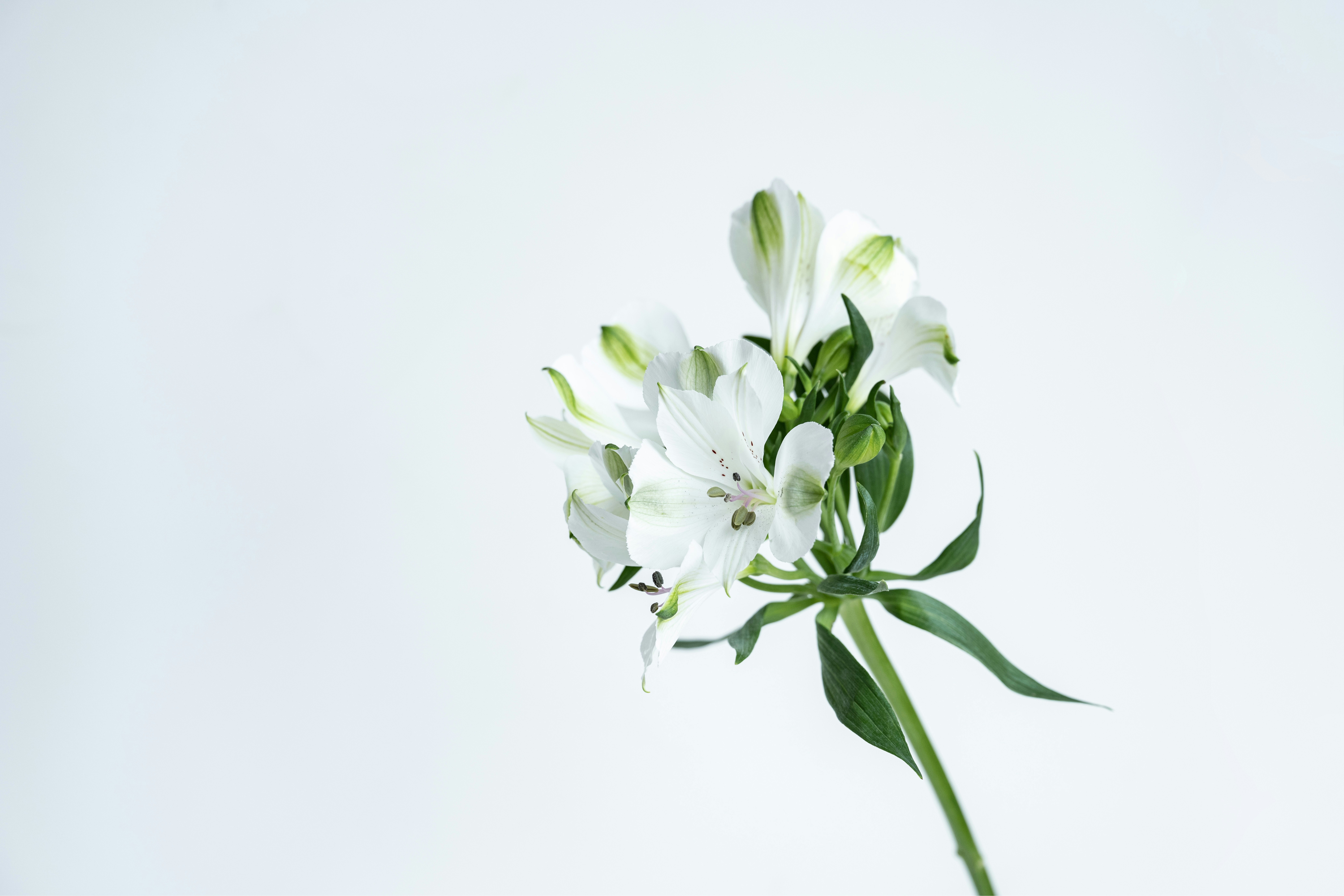 Photo by anitaaustvika