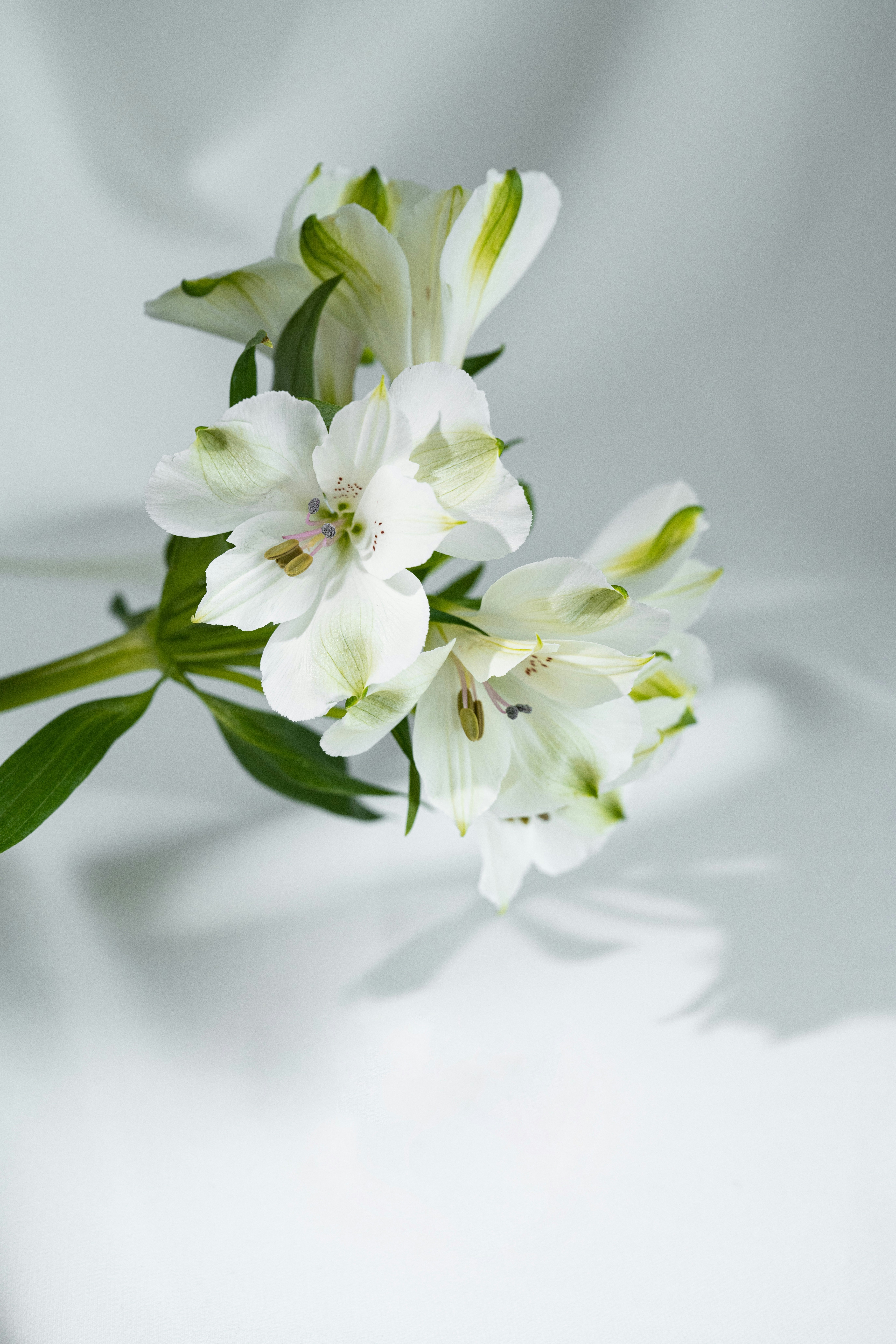 Photo by anitaaustvika