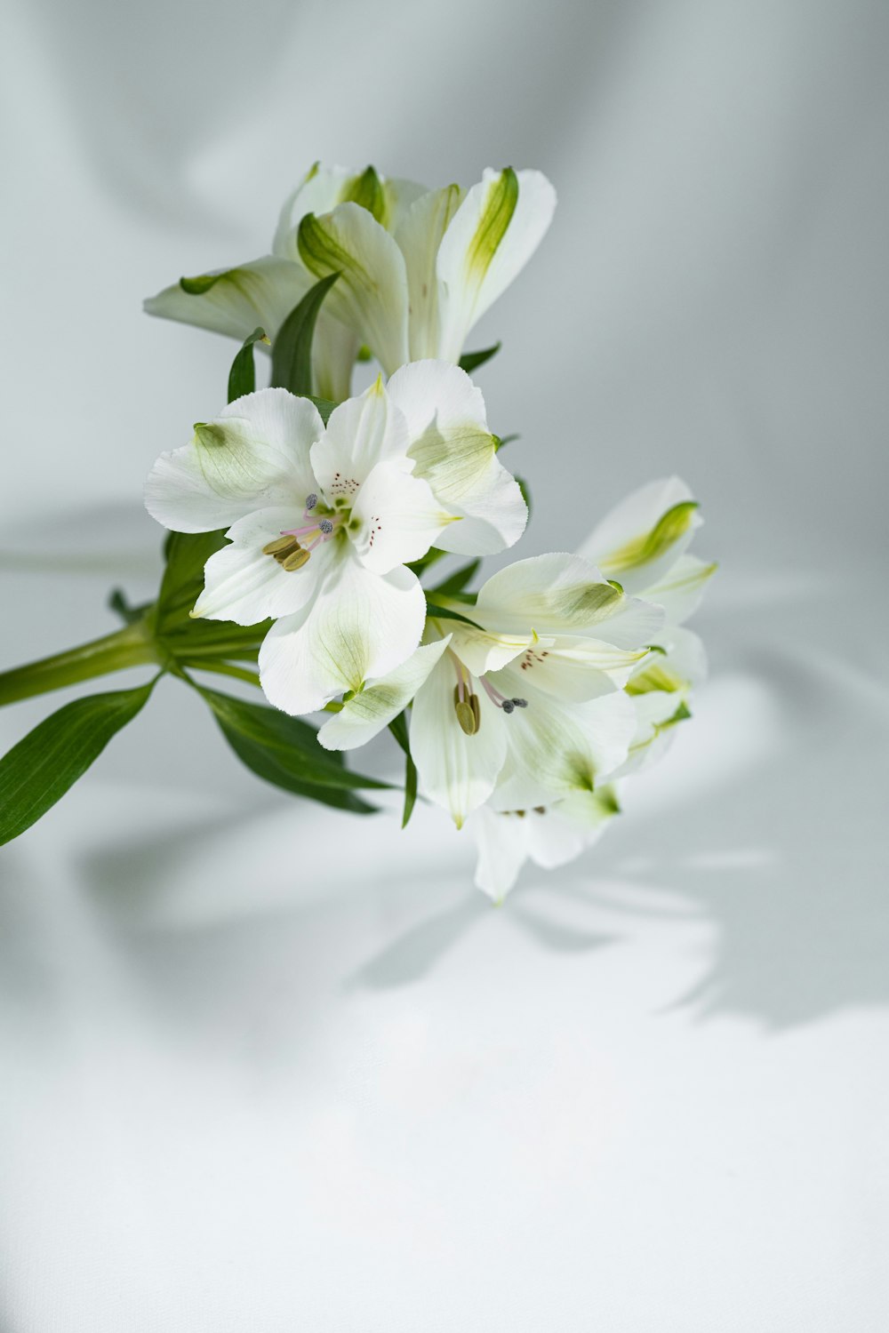 a bouquet of white flowers on a white background