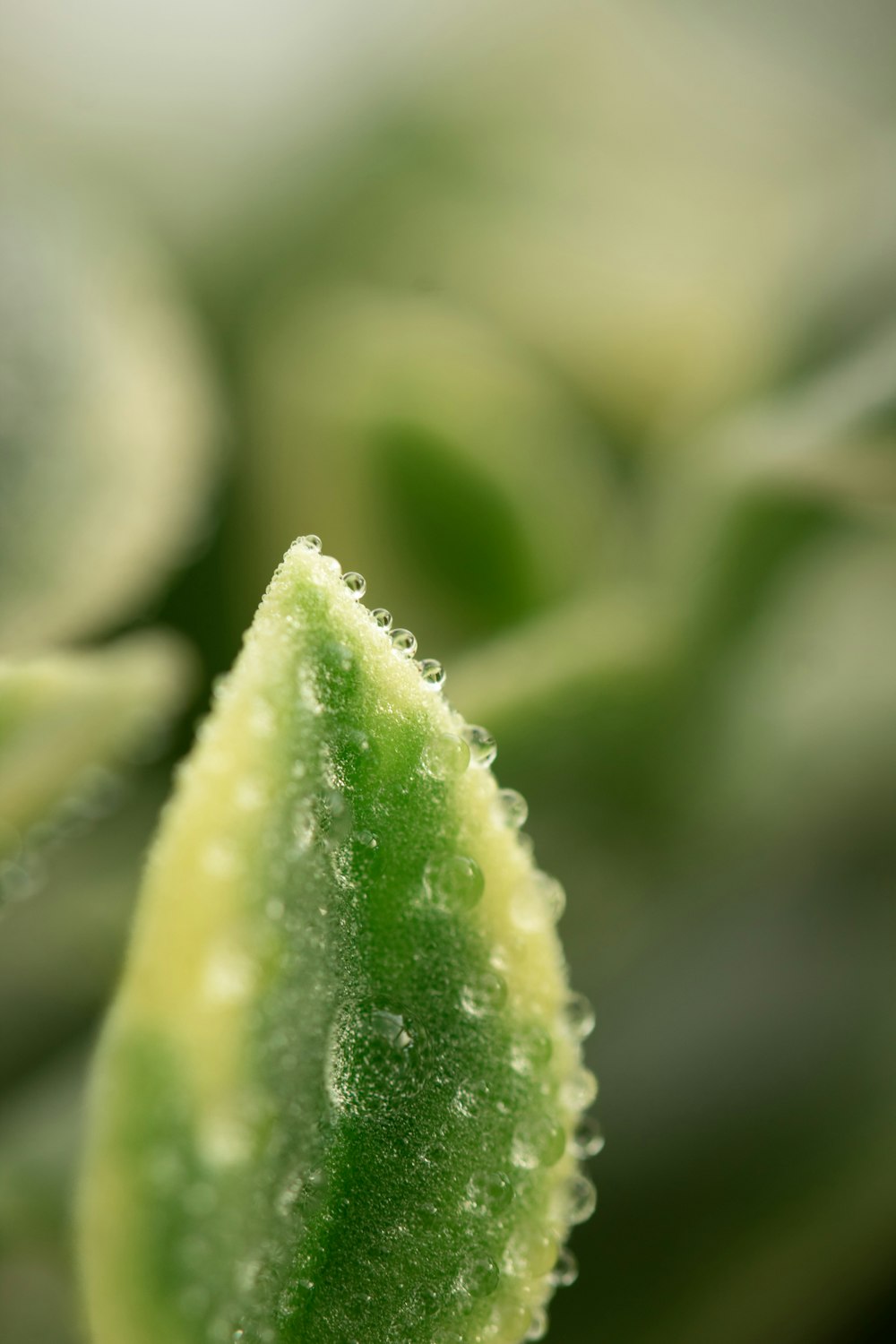 a close up of a green plant with drops of water on it