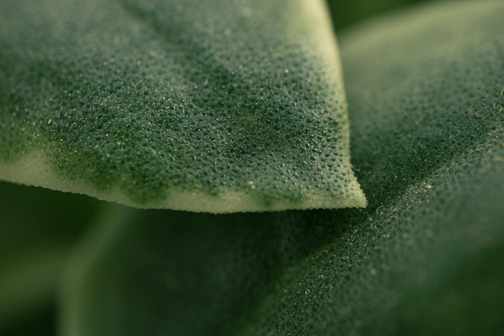 a close up view of a green leaf