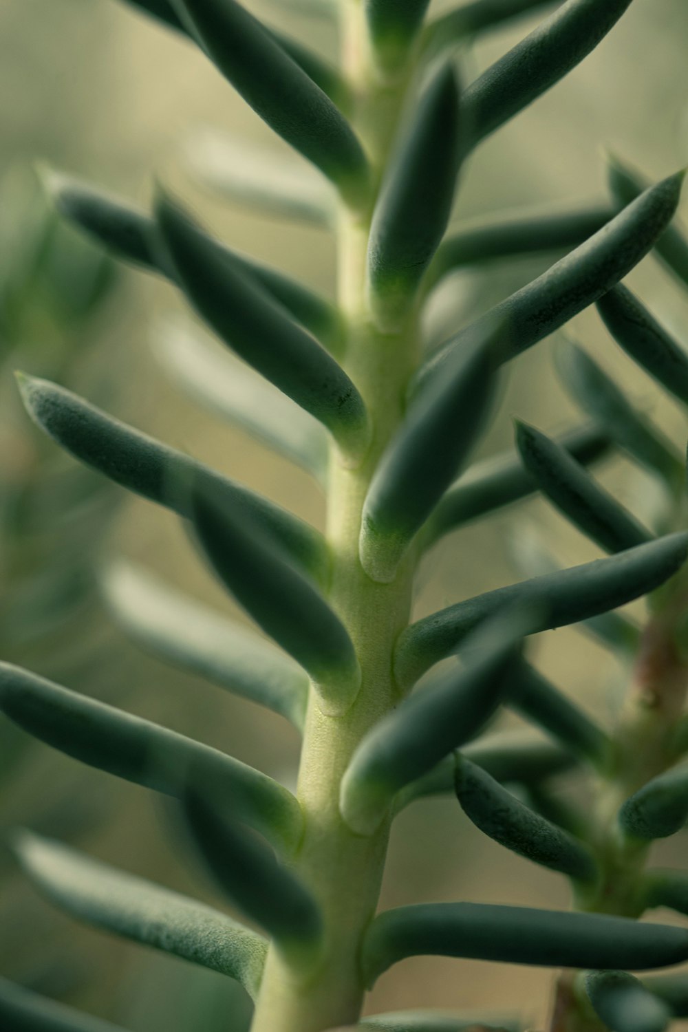 a close up of a green plant with leaves