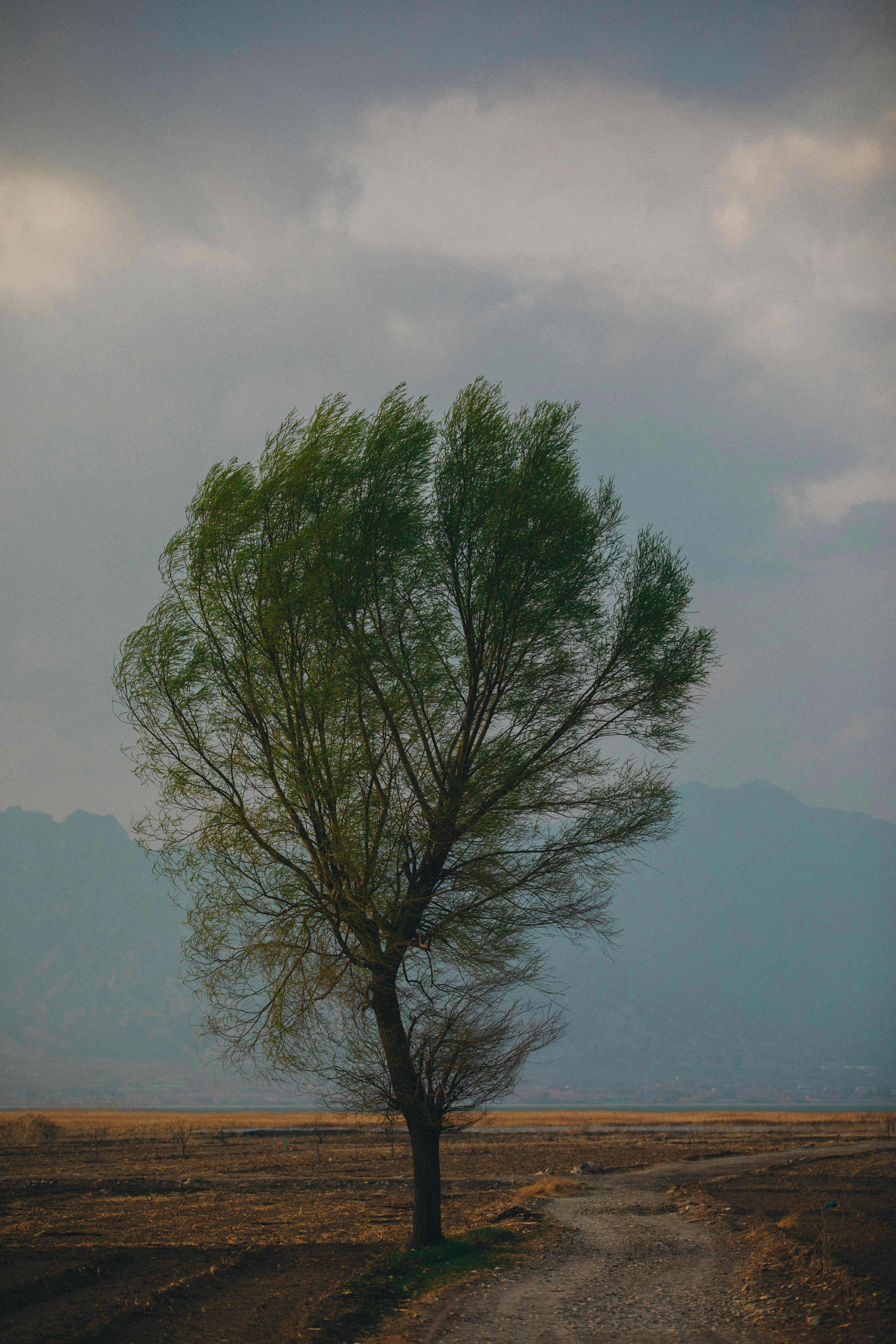 a lone tree in the middle of a dirt road