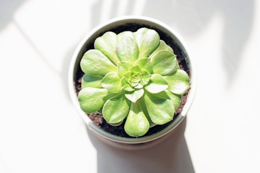 A succulent plant is centered in a white pot filled with dark soil. The plant has thick, green leaves arranged in a symmetrical rosette pattern. Bright sunlight casts soft shadows around the pot, indicating a well-lit environment.
