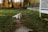 Two dogs are lying on a grassy path in a serene rural setting. The sun casts a warm glow over the area, highlighting an old wooden building with a white picket fence in the background. Trees and shrubs add to the natural scenery.