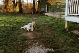 Two dogs are lying on a grassy path in a serene rural setting. The sun casts a warm glow over the area, highlighting an old wooden building with a white picket fence in the background. Trees and shrubs add to the natural scenery.