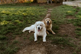 a couple of dogs laying on top of a grass covered field