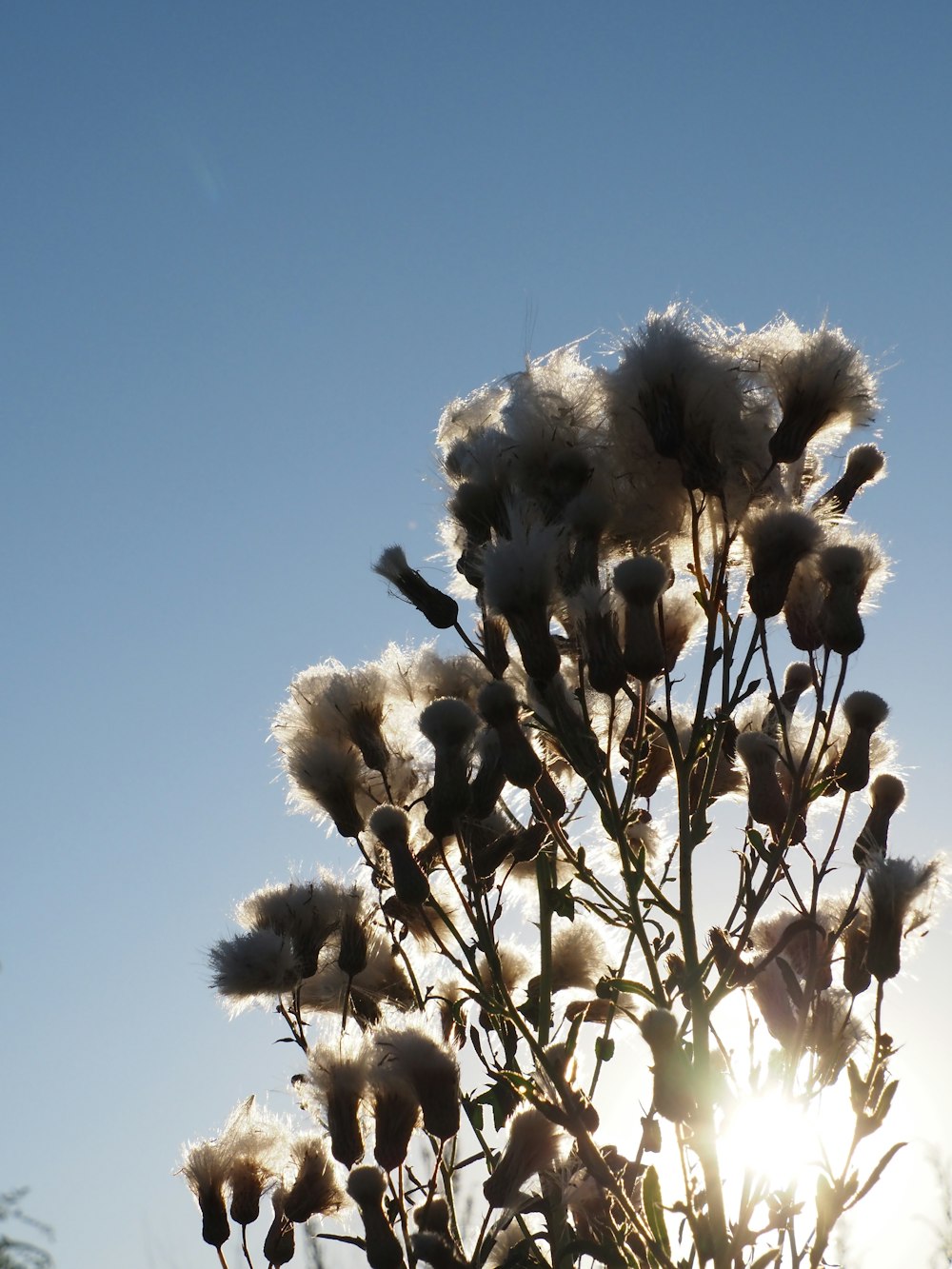 a close up of a plant with the sun in the background