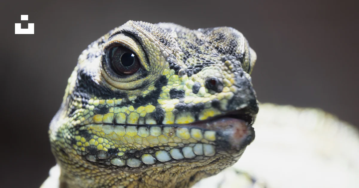 A close up of a lizard's face with a black background photo – Free ...