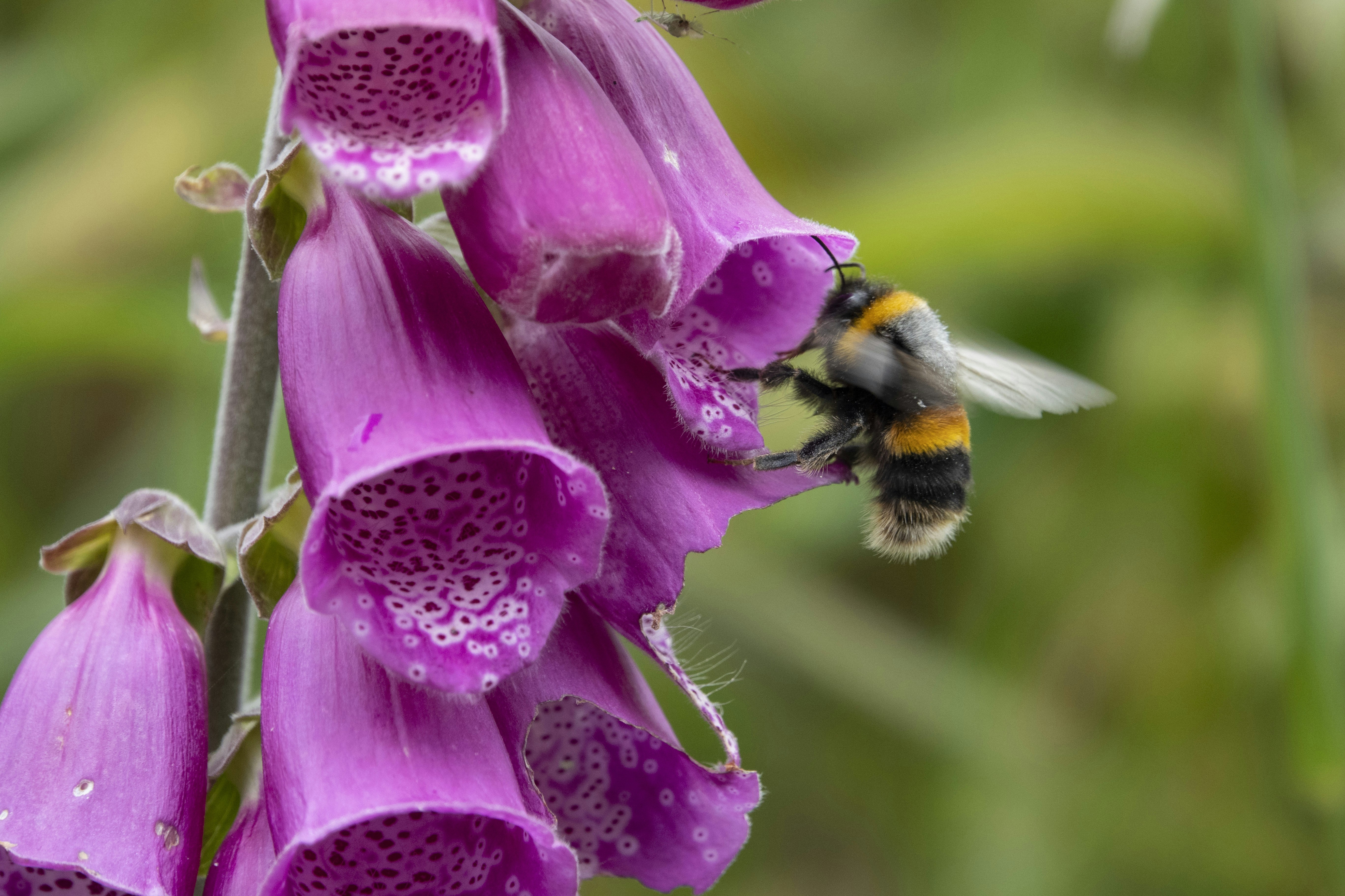 a close up of a flower with a bee on it