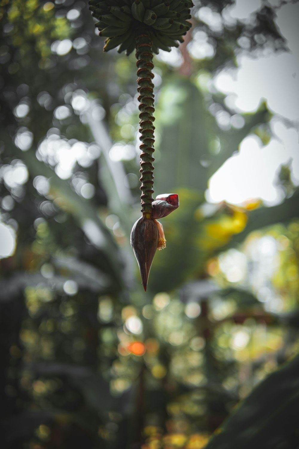 a close up of a flower hanging from a tree