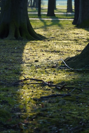 A peaceful forest scene with sunlight filtering through tall trees, casting dappled shadows on the mossy ground.