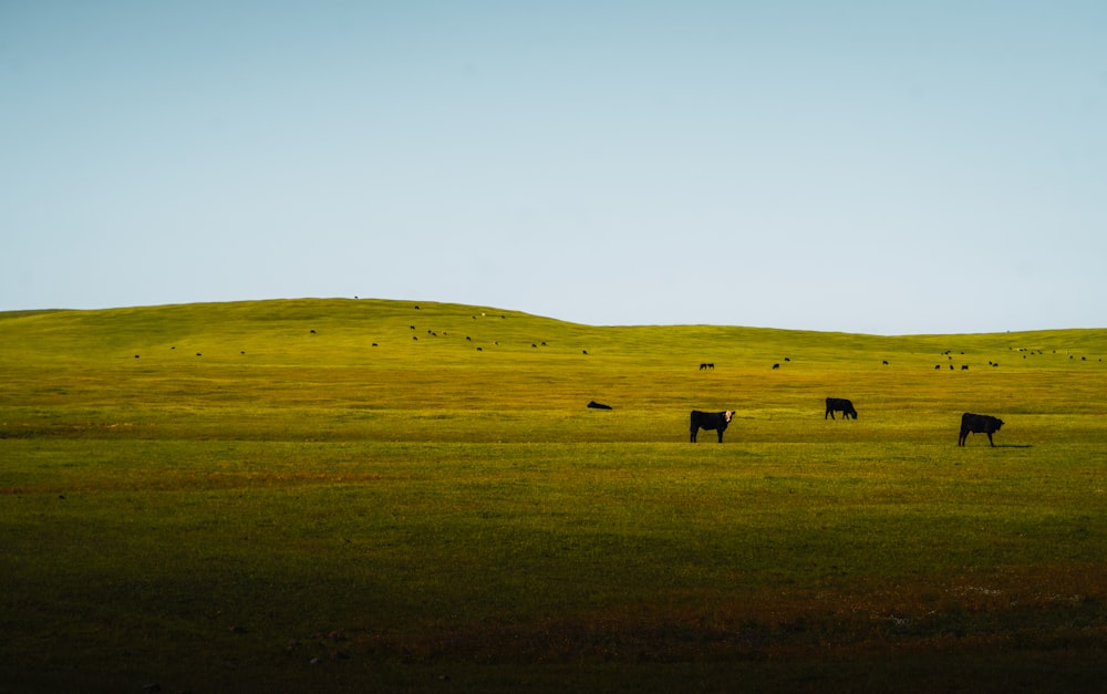 a herd of cattle grazing on a lush green field