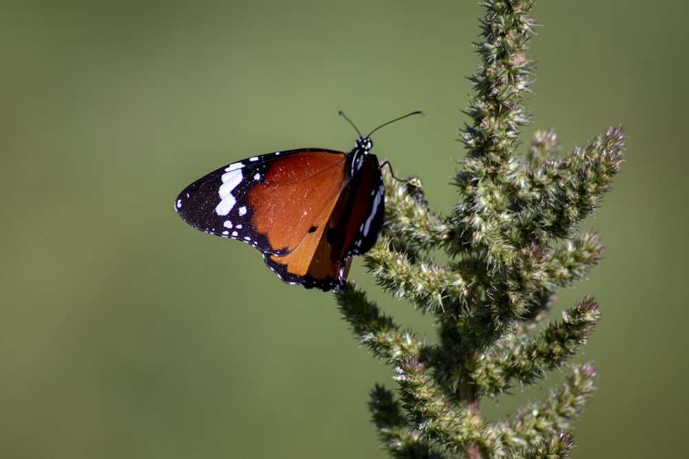 a close up of a butterfly on a plant