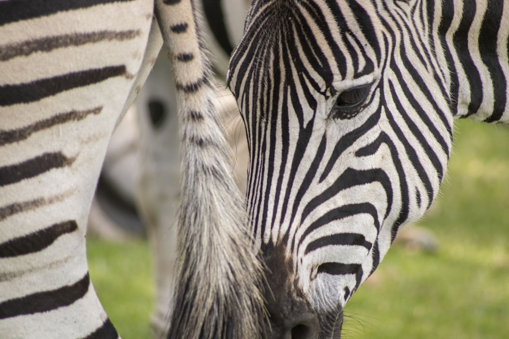 a close up of a zebra's head with another zebra in the background