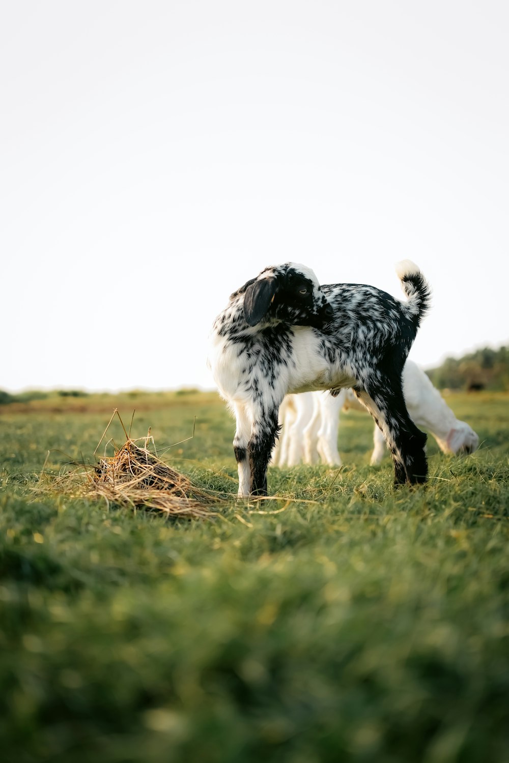 a black and white dog standing on top of a lush green field