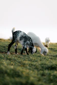 Sirohi and Black Bengal goats grazing peacefully in a green pasture