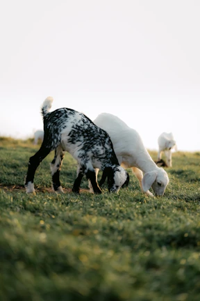 Sirohi and Black Bengal goats grazing peacefully in a green pasture