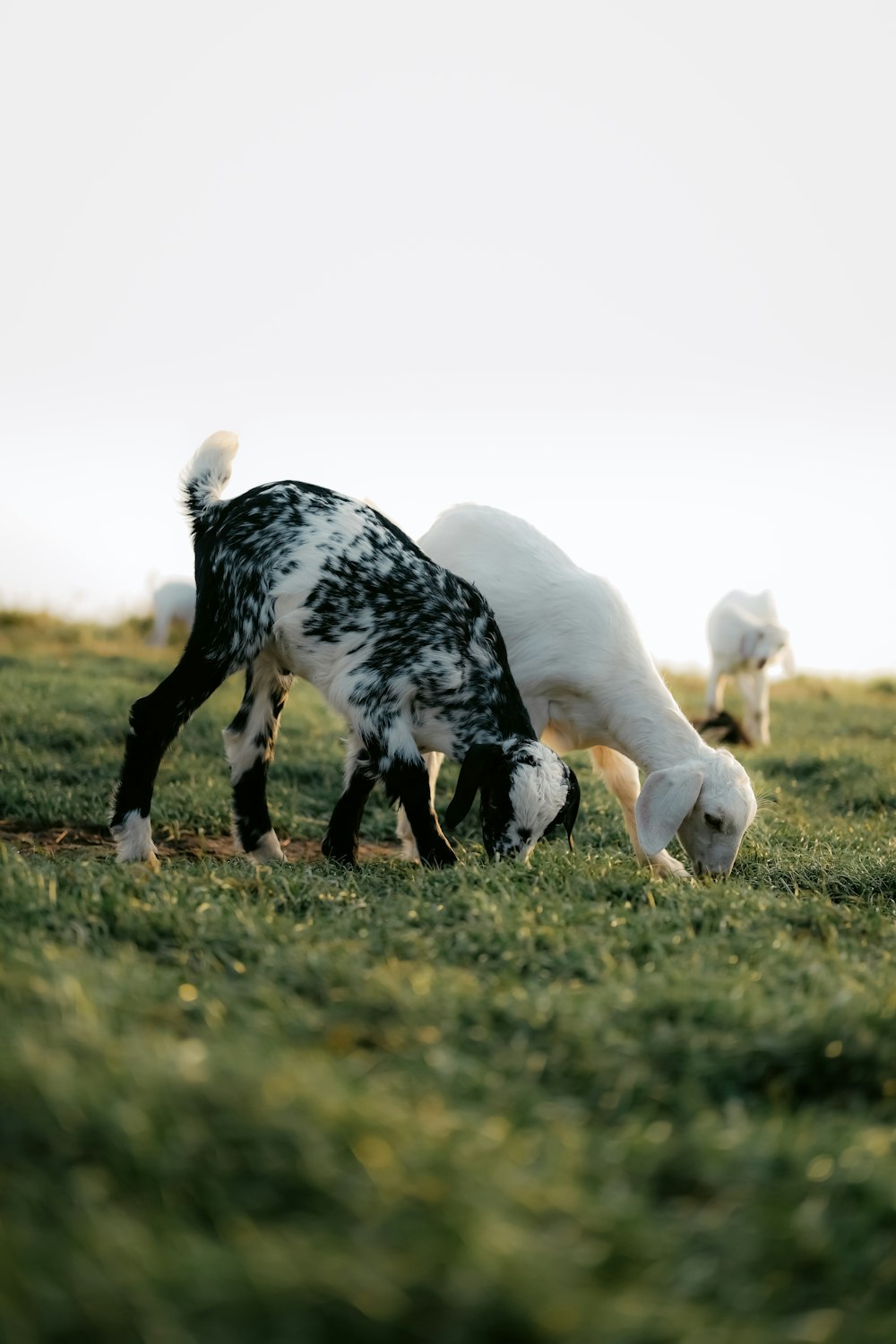 two black and white sheep grazing in a field