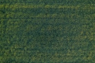 Turf-health mapping displayed on a tablet showing uniform growth patterns.