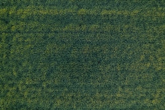 Turf-health mapping displayed on a tablet showing uniform growth patterns.