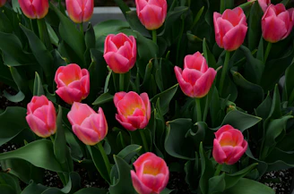 a group of pink flowers with green leaves