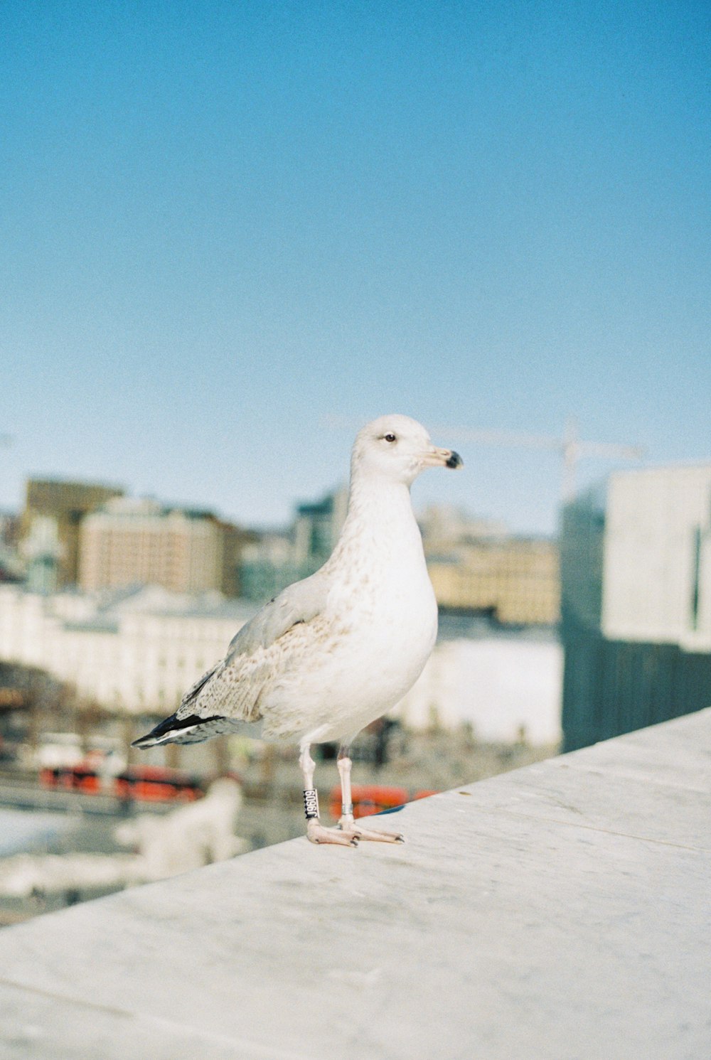 a seagull standing on a ledge in front of a city