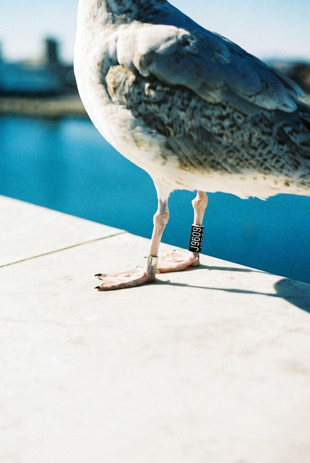 uma gaivota de pé em uma saliência ao lado de um corpo de água