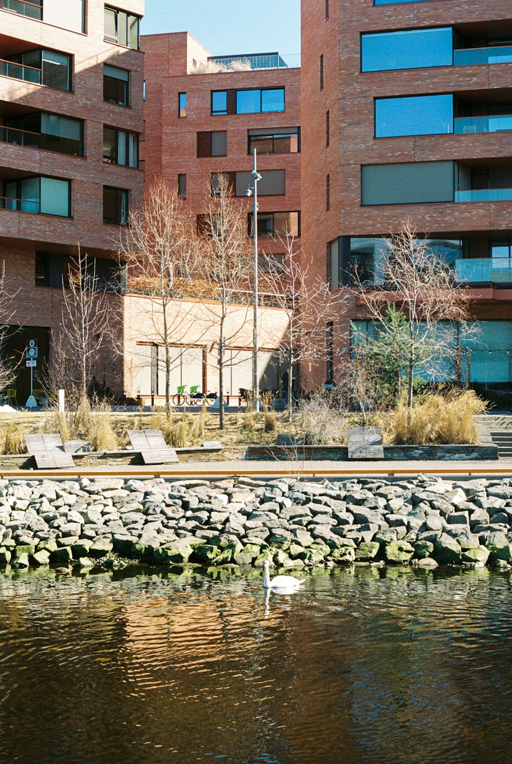 a swan is swimming in a body of water