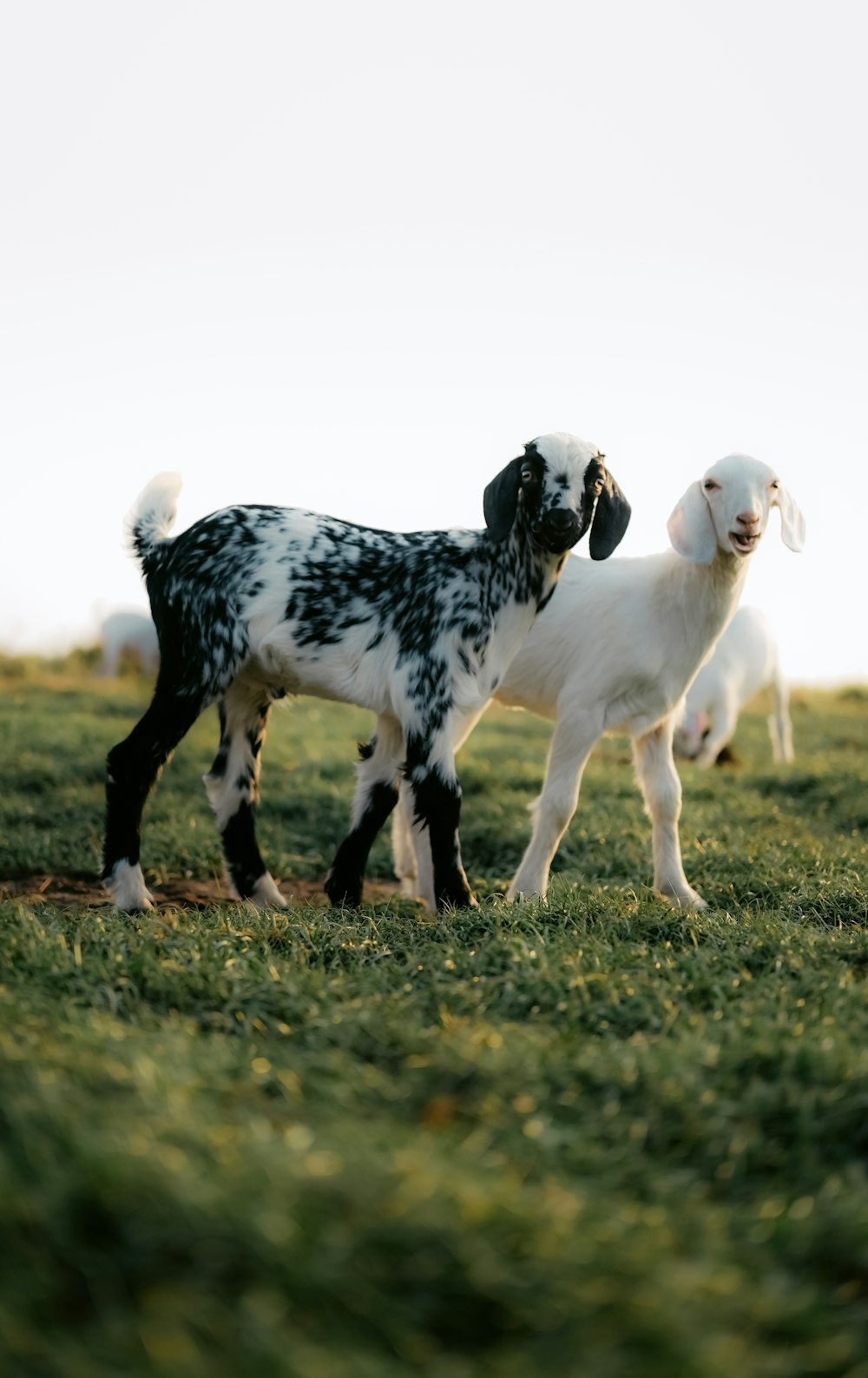 two black and white lambs standing in a grassy field
