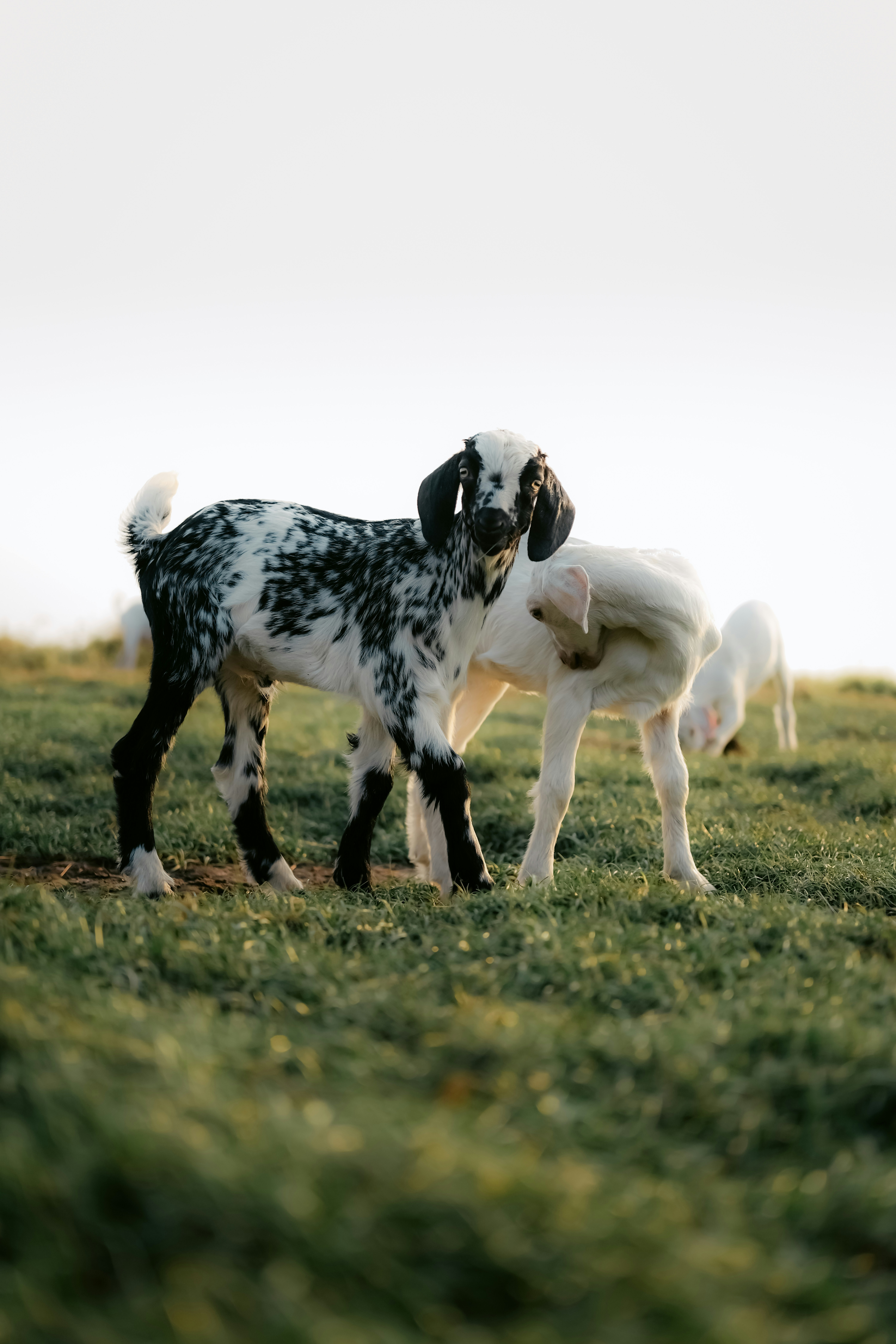 a herd of sheep standing on top of a lush green field