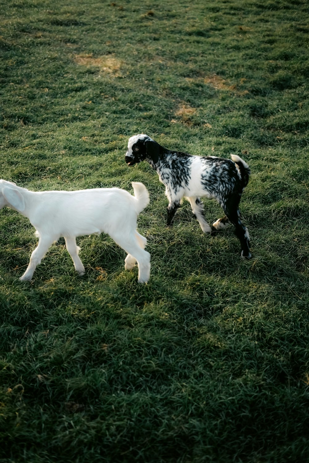 a couple of goats walking across a lush green field