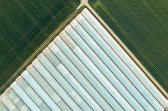 An aerial view of multiple greenhouses surrounded by green fields under a clear sky.