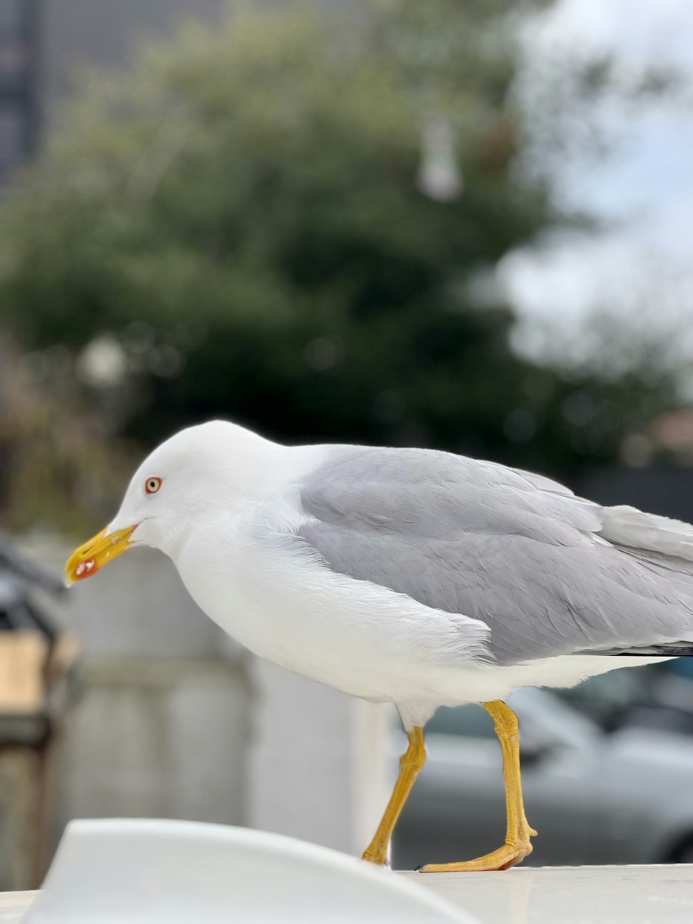 a seagull is standing on the edge of a ledge