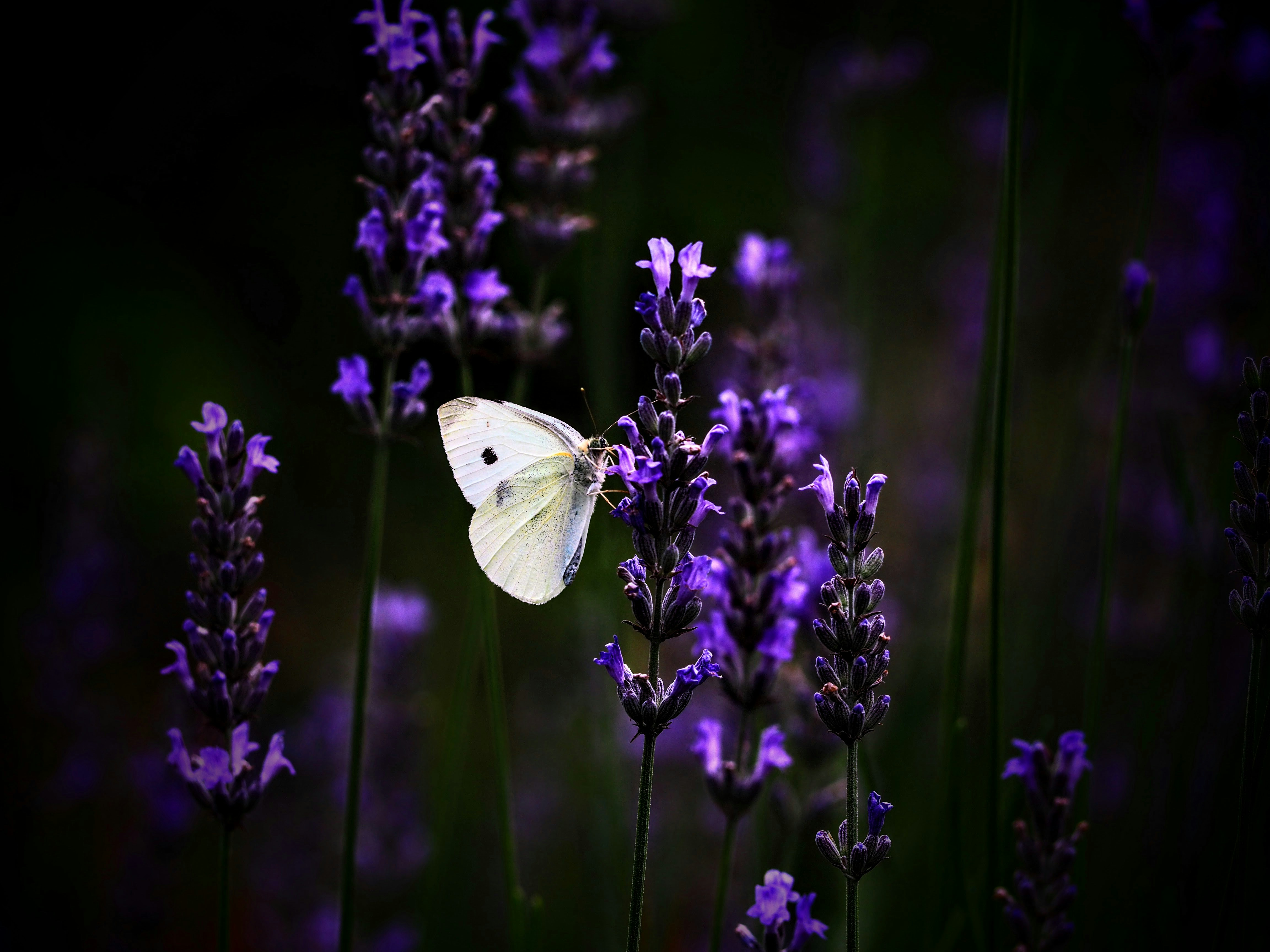 Photo by benji_da_vinci