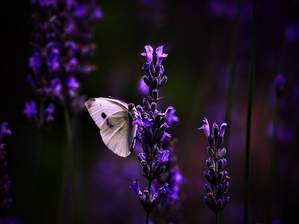 a white butterfly sitting on a purple flower