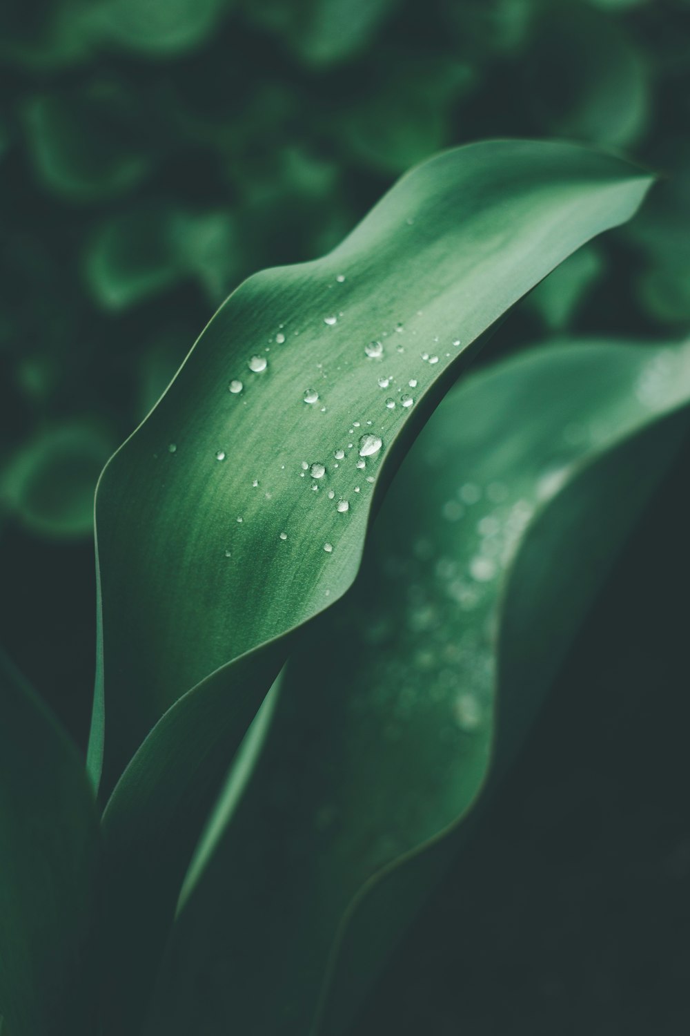 a green plant with water droplets on it