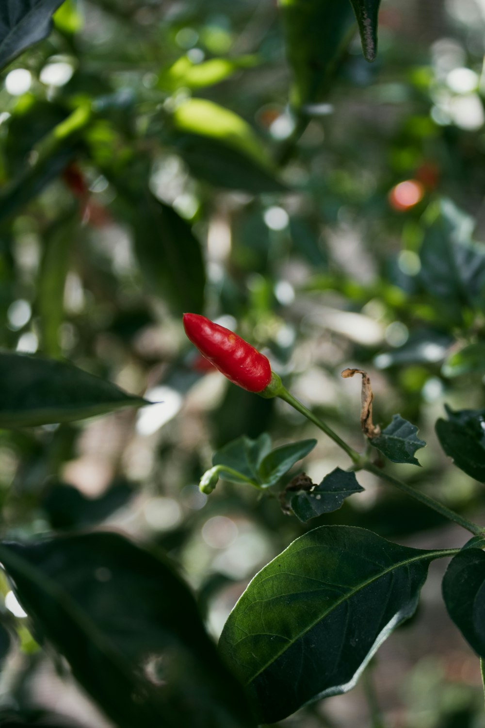 a red pepper is growing on a plant